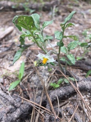 Solanum stoloniferum