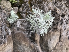 Artemisia mauiensis