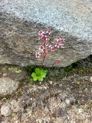 Micranthes nelsoniana aestivalis