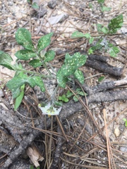 Solanum stoloniferum