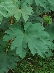 Tetrapanax