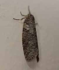 Lepidoscia euryptera