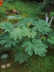 Tetrapanax