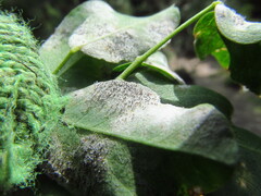 Erysiphe palczewskii