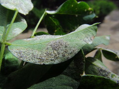 Erysiphe palczewskii