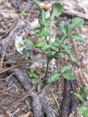 Solanum stoloniferum