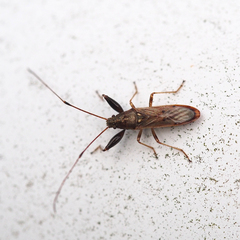 Pachygrontha antennata