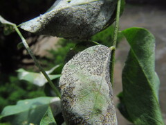 Erysiphe palczewskii