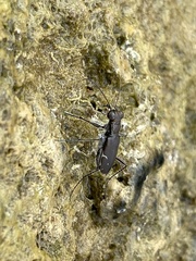 Myriochila undulata