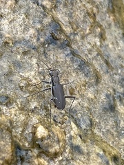 Myriochila undulata