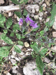 Solanum stoloniferum