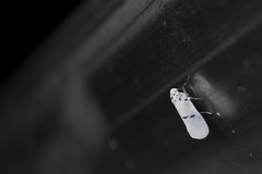 Comocritis albicapilla