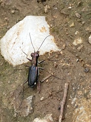 Jansenia tetrastacta