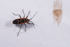 Physopelta gutta gutta