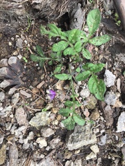 Solanum stoloniferum