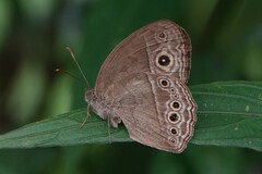 Mycalesis perseoides