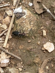 Jansenia tetrastacta