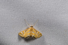 Eoophyla conjunctalis