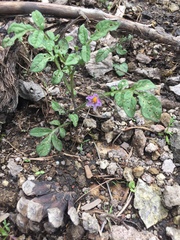 Solanum stoloniferum