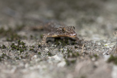 Hemidactylus stejnegeri