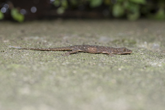 Hemidactylus stejnegeri