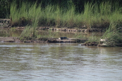 Crocodylus palustris