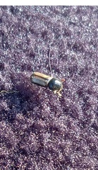 Trypodendron domesticum