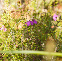 Tetratheca thymifolia
