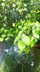 Ficus religiosa