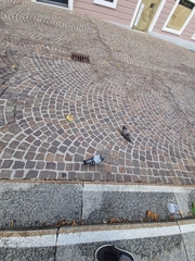 Columba livia domestica