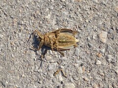 Lethocerus patruelis