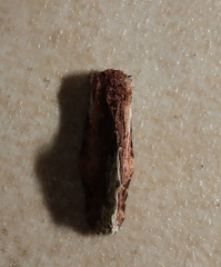 Parerastria castaneata