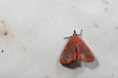 Arctioblepsis rubida