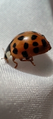 Harmonia axyridis