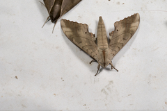 Marumba sperchius sperchius
