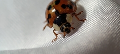 Harmonia axyridis