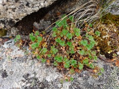 Potentilla elegans