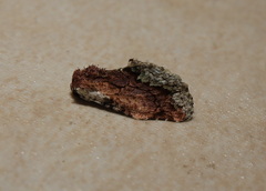 Parerastria castaneata