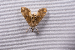 Cirrhochrista fuscusa