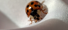 Harmonia axyridis