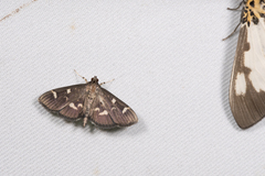 Herpetogramma luctuosalis