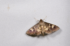 Hemopsis dissipatalis