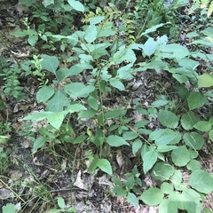 Ceanothus americanus