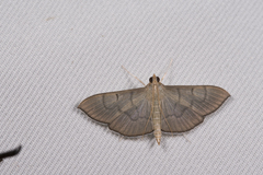 Lamprophaia
