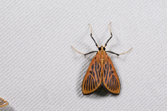 Tyspanodes striata