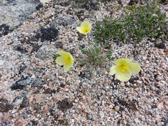 Papaver croceum