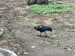 Pseudibis papillosa