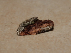 Parerastria castaneata