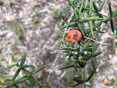 Alyxia ruscifolia