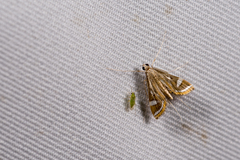 Strepsinoma croesusalis